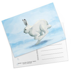 Jänis -postikortti
